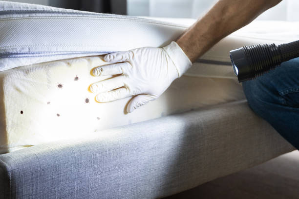 Best Best Pest Control Companies  in Plantsville, CT