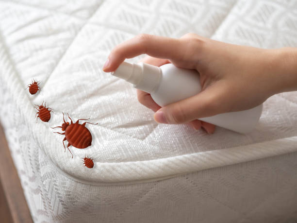Best Affordable Pest Control Services  in Plantsville, CT