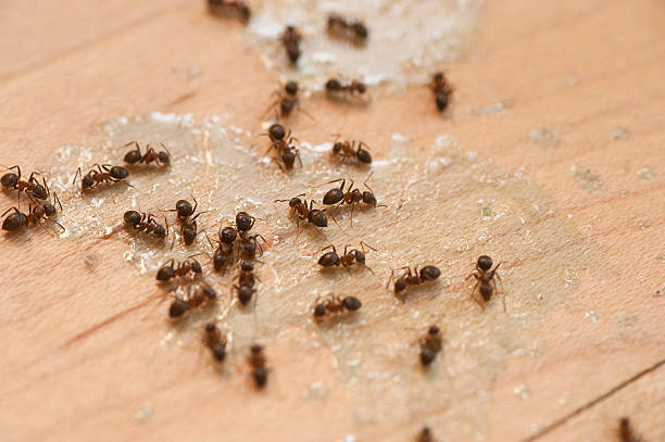 Best Best Pest Control Companies  in Plantsville, CT