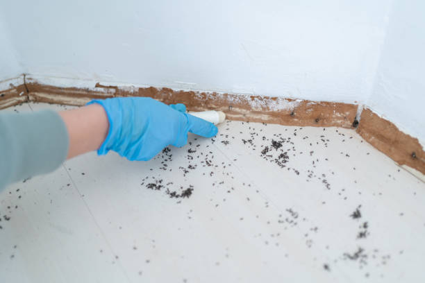 Best Local Pest Control Services  in Plantsville, CT